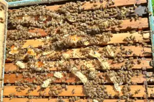Imagen de El Mundo de las Abejas