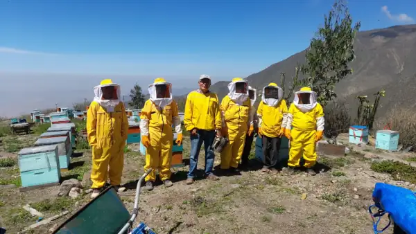 Apicultores trabajando en colmenas en campo verde