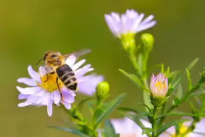 Colmenas de abejas ubicadas en campos de cultivo para polinización