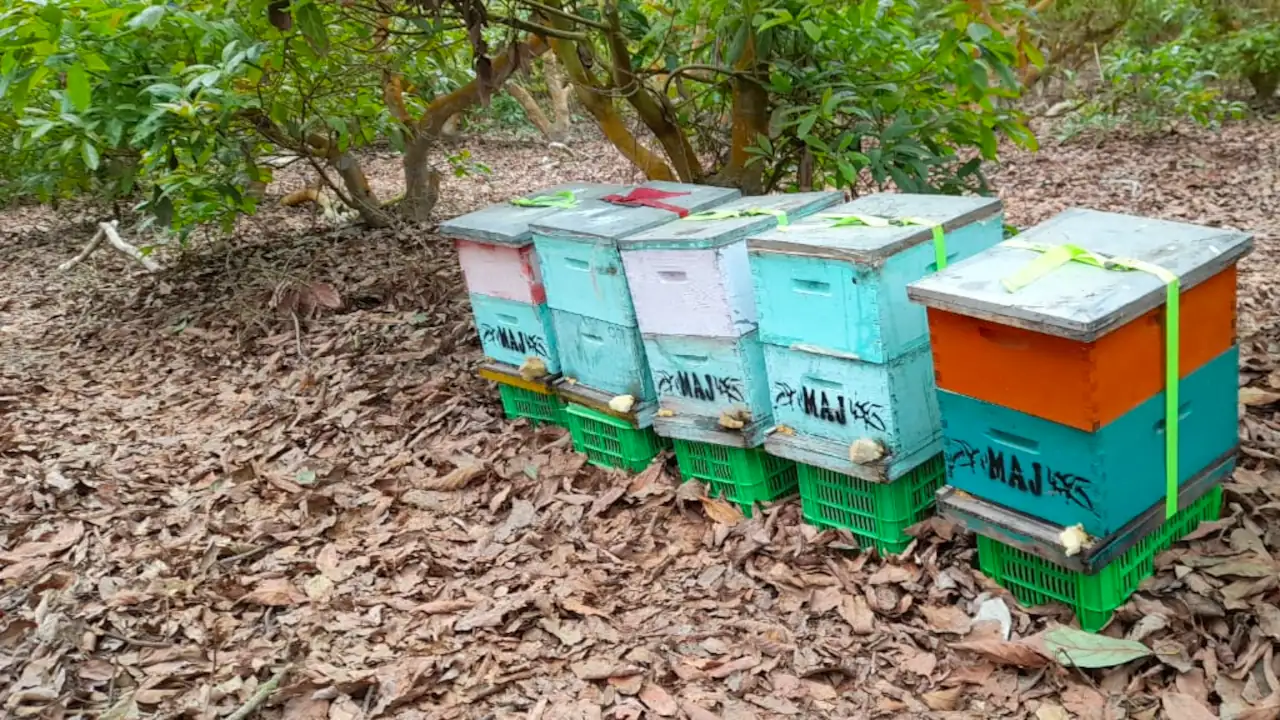 Colmenas de abejas ubicadas estratégicamente en campo de cultivo