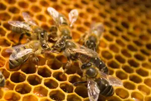 Abeja reina sobre panal en manos de apicultor